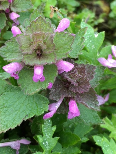 Red Deadnettle Seeds